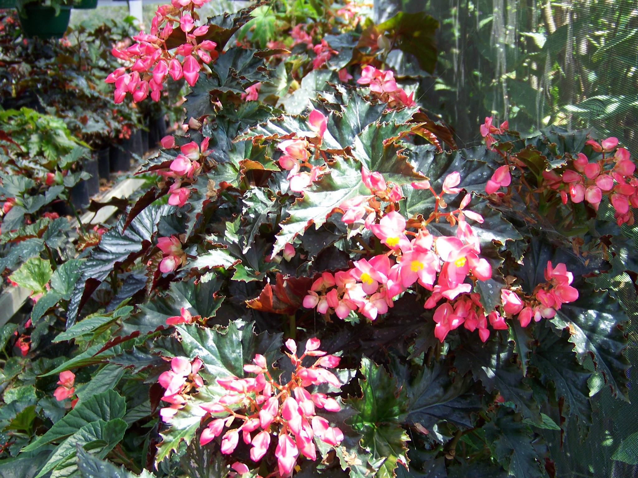 B. ‘Bolero’